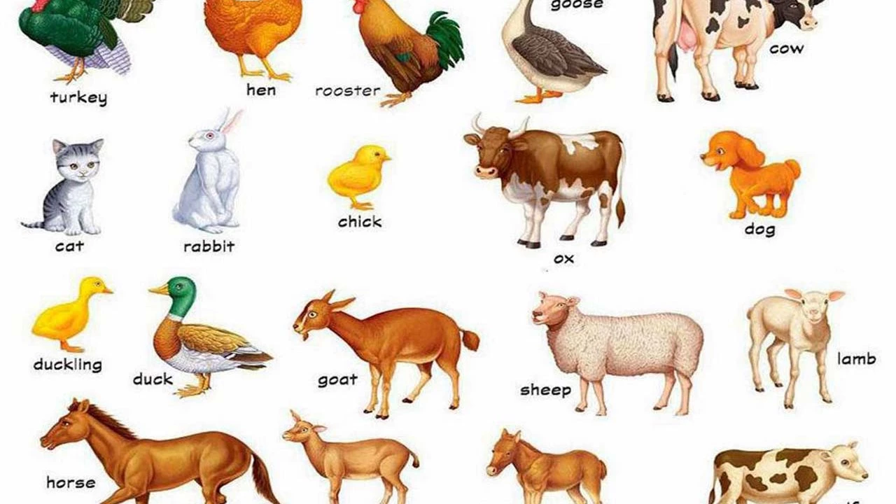 What are the animals in three-letter words in Tamil?
