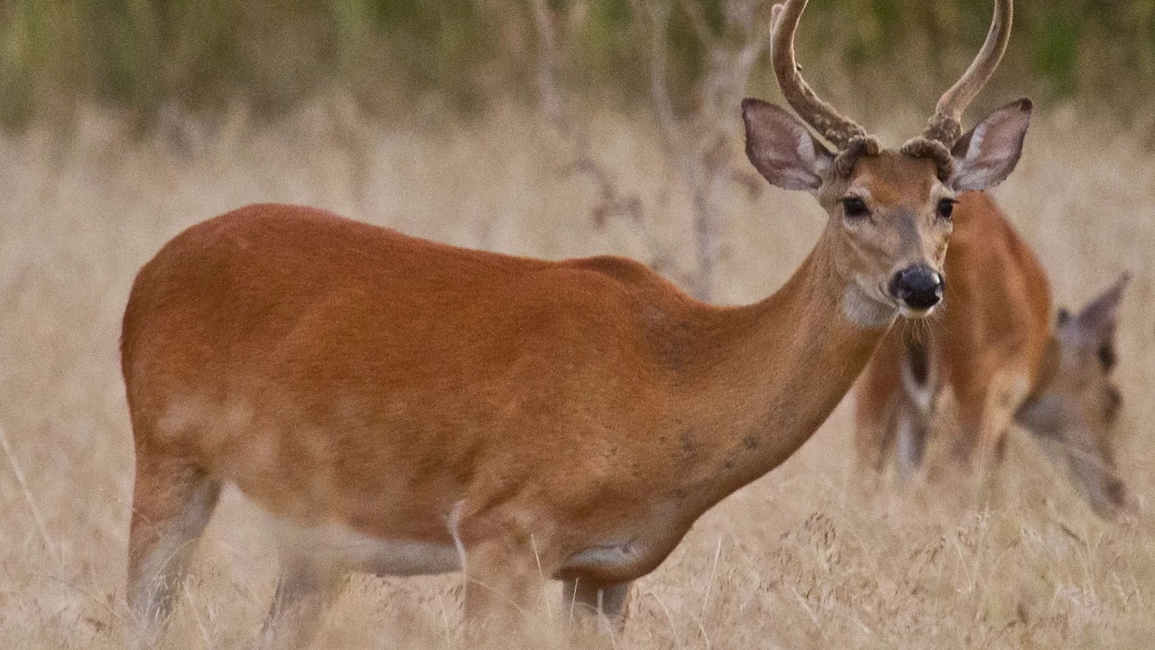 Do deer hibernate? Why or why not?