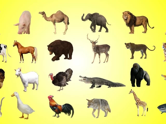 What animals are commonly known by an incorrect name?