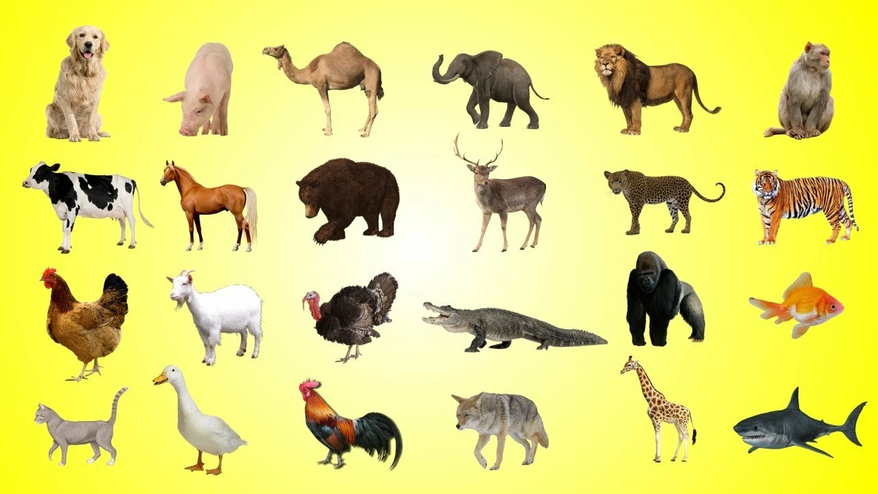What animals are commonly known by an incorrect name?